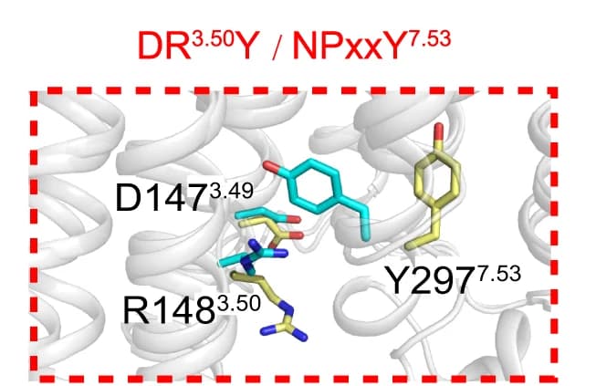 Open access visualization of Protein Structure, Chemical Structure, Conformational Rearrangement, Residues, Micro-switches