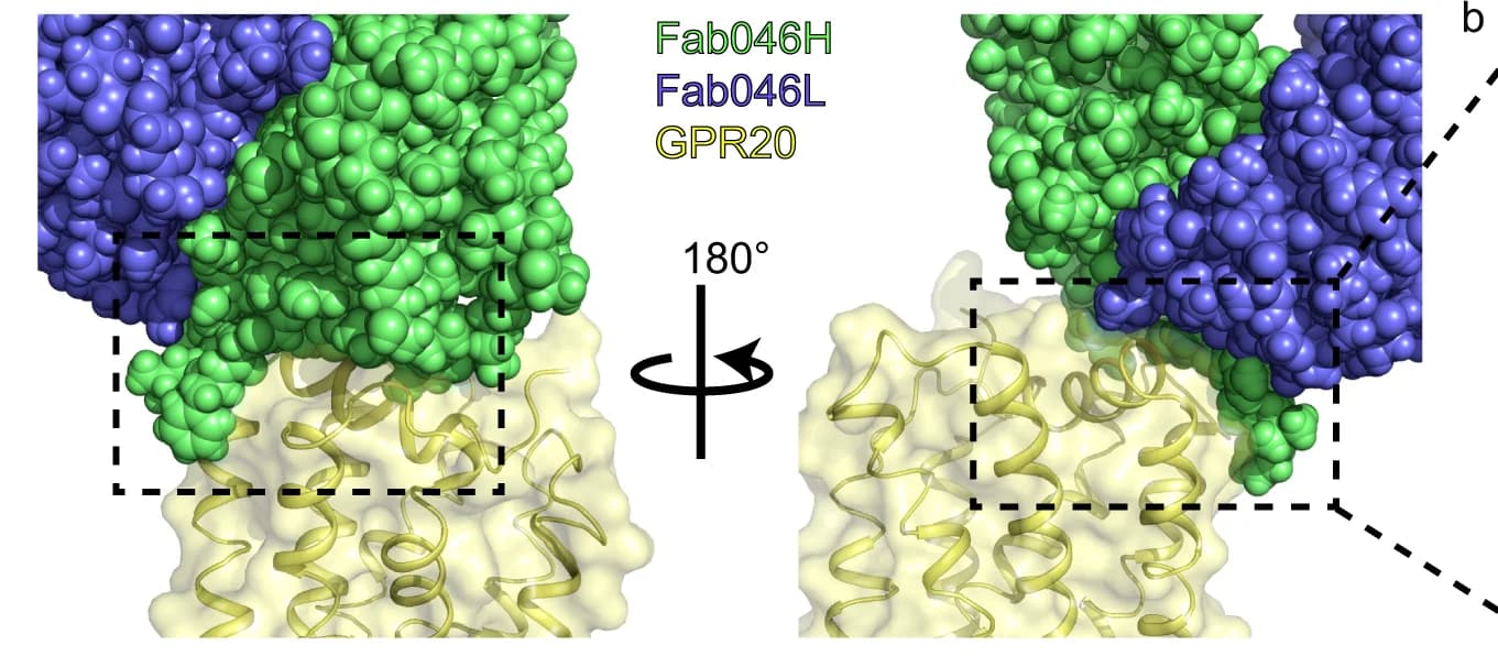 Open access visualization of Protein Structure, Chemical Structure, Fab046, GPR20, Antibody