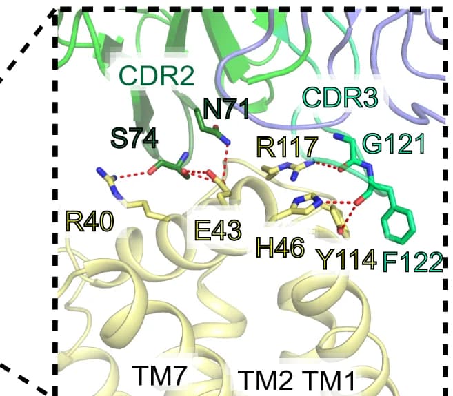 Open access visualization of Protein Structure, Chemical Structure, Antibody, Binding Interface, CRD2