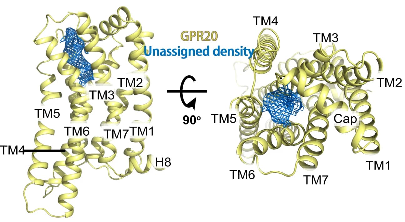 Open access visualization of Protein Structure, GPR20, Orthosteric Pocket, Electron Density, GPR20-Fab046 Complex