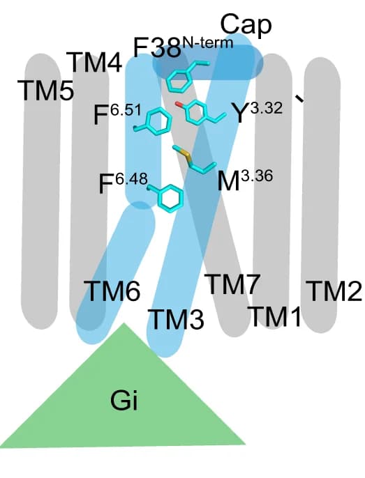 Open access visualization of Protein Structure, Chemical Structure, GPR20, Activation Mechanism, Model