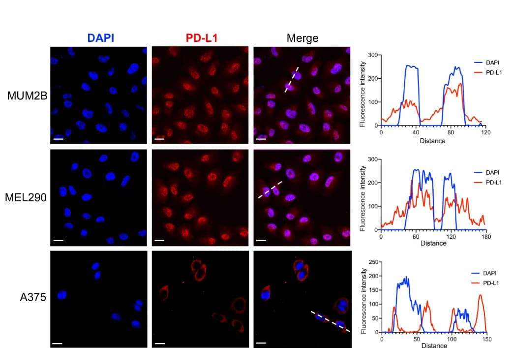Open access visualization of Microscopy, Line Plot, IF Staining, PD-L1, Melanoma Cell Lines