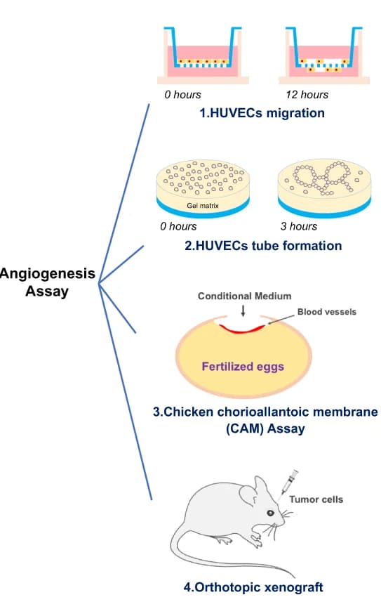 Open access visualization of Workflow, Illustration, Schematic Diagram, Angiogenesis Assays, PD-L1 Role