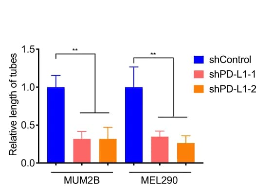 Open access visualization of Bar Plot, Error Bars, Clustered, Statistical Analysis, HUVEC Tube Formation Assay