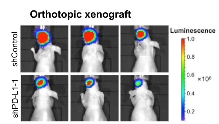 Open access visualization of Microscopy, Photo, Representative Images, Bioluminescent Images, UM Orthotopic Xenografts