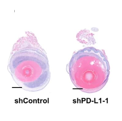 Open access visualization of Microscopy, Representative Images, H&E Staining, UM Orthotopic Xenografts