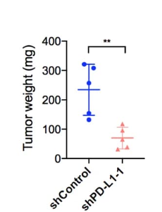 Open access visualization of Scatter Plot, Error Bars, Statistical Analysis, Tumor Weight, Student's t-test