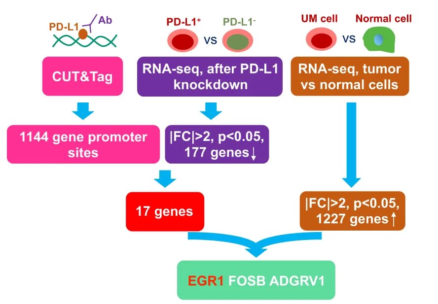 Open access visualization of Workflow, Flowchart, Illustration, Bioinformatics, EGR1