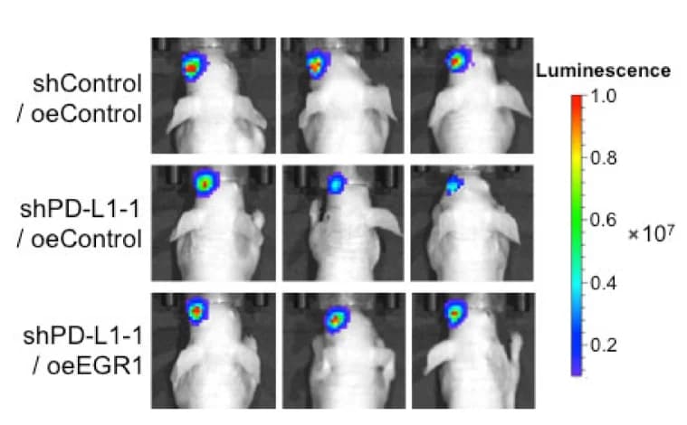 Open access visualization of Microscopy, Bioluminescent Images, UM Orthotopic Xenografts, PD-L1-Silenced Cells, EGR1 Re-expression