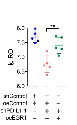 Open access visualization of Scatter Plot, Error Bars, Statistical Analysis, Bioluminescent Signals, UM Orthotopic Xenografts