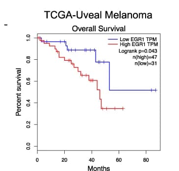 Open access visualization of Survival Curve, Kaplan-Meier Analysis, Overall Survival, UM Patients, EGR1 Expression