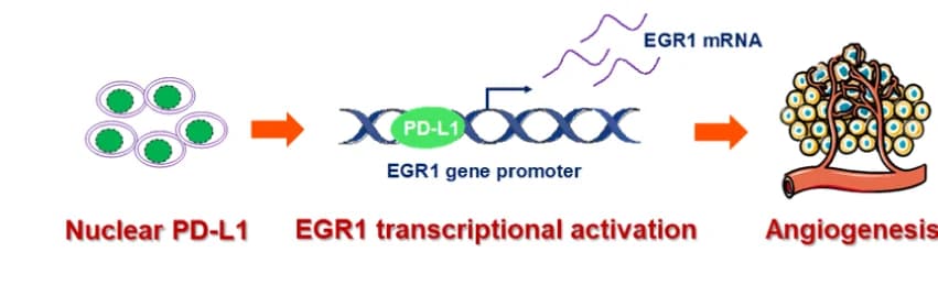 Open access visualization of Workflow, Illustration, Schematic Diagram, nPD-L1, Angiogenesis