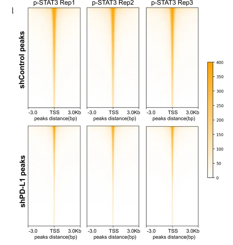 Open access visualization of Heatmap, CUT&Tag, p-STAT3, PD-L1-silenced Cells, Control Cells