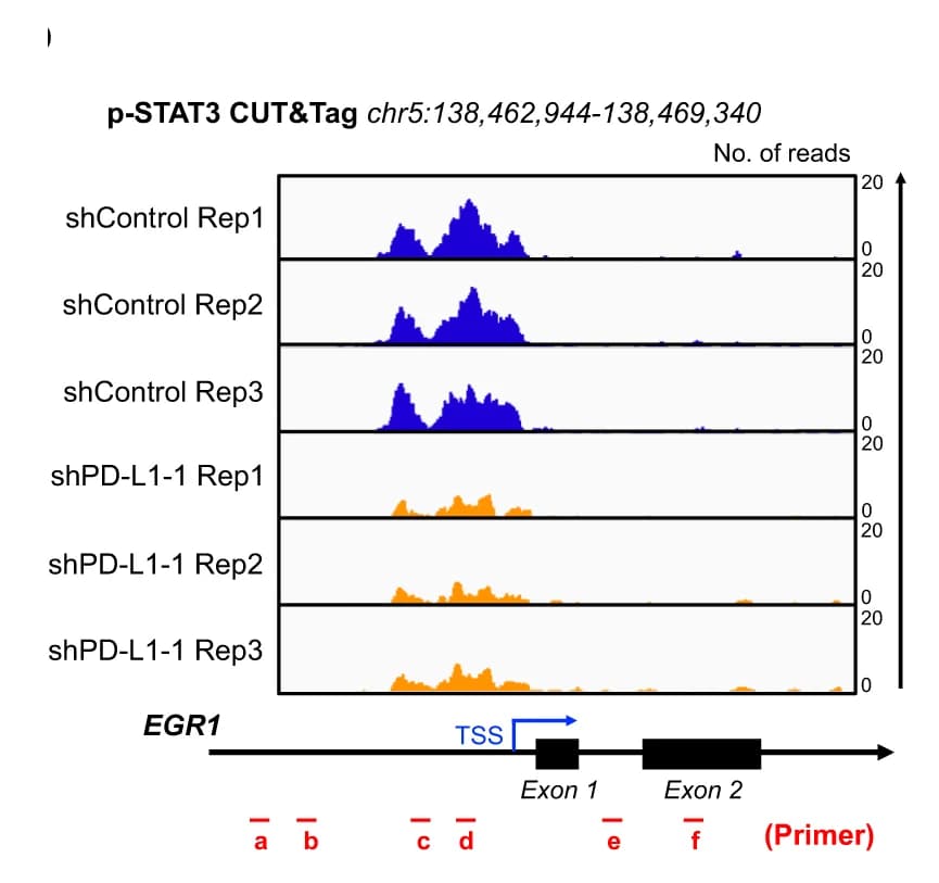 Open access visualization of Line Plot, IGV Tracks, EGR1, p-STAT3, CUT&Tag