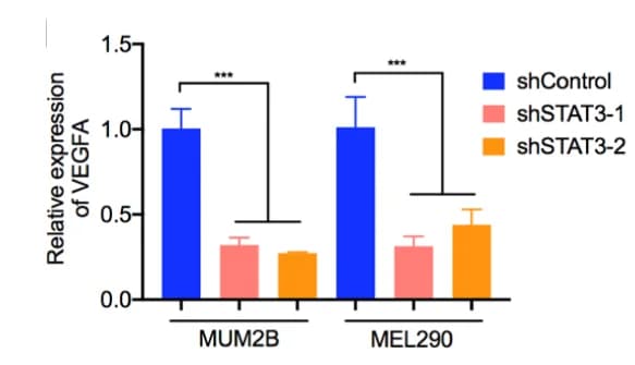 Open access visualization of Bar Plot, Error Bars, Clustered, RTPCR, VEGFA mRNA
