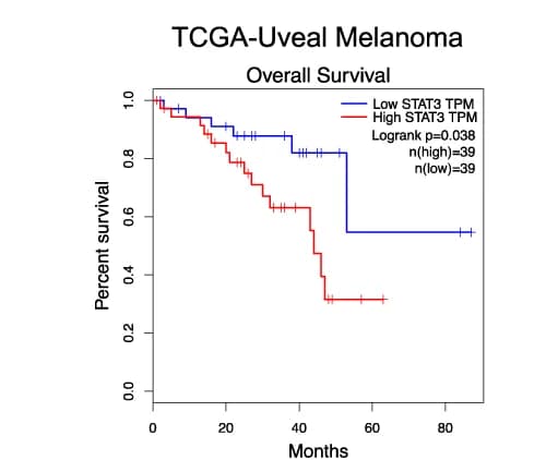 Open access visualization of Survival Curve, Kaplan-Meier Analysis, Overall Survival, UM Patients, STAT3 Expression