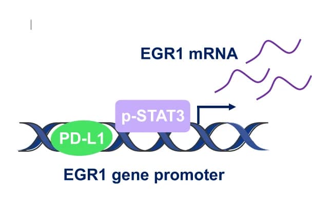 Open access visualization of Illustration, Pathway, Schematic Diagram, nPD-L1, p-STAT3