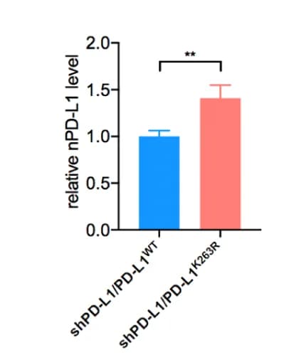 Open access visualization of Bar Plot, Error Bars, Statistical Analysis, nPD-L1, MUM2B Cells