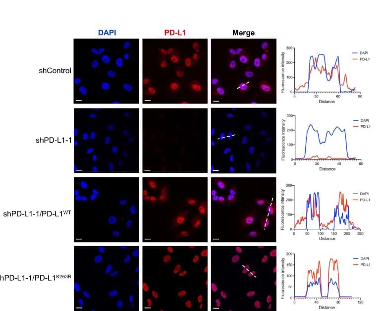 Open access visualization of Microscopy, Line Plot, Immunofluorescence Staining, PD-L1, MUM2B Cells