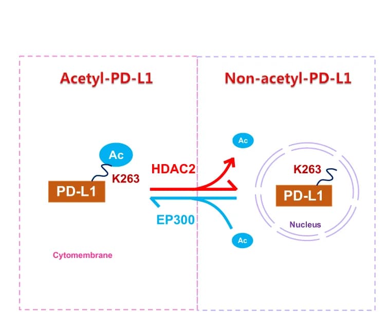 Open access visualization of Workflow, Flowchart, Illustration, Schematic Diagram, PD-L1