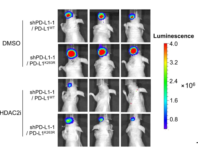 Open access visualization of Photo, Bioluminescent Images, UM Orthotopic Xenografts, Tumor Cells, HDAC2i