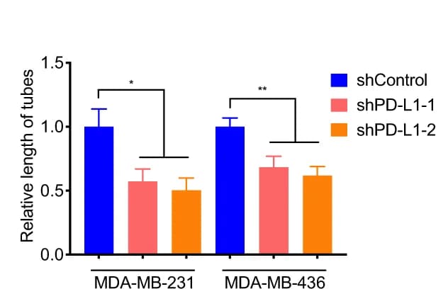 Open access visualization of Bar Plot, Error Bars, Clustered, HUVECs, Tube Formation Assay