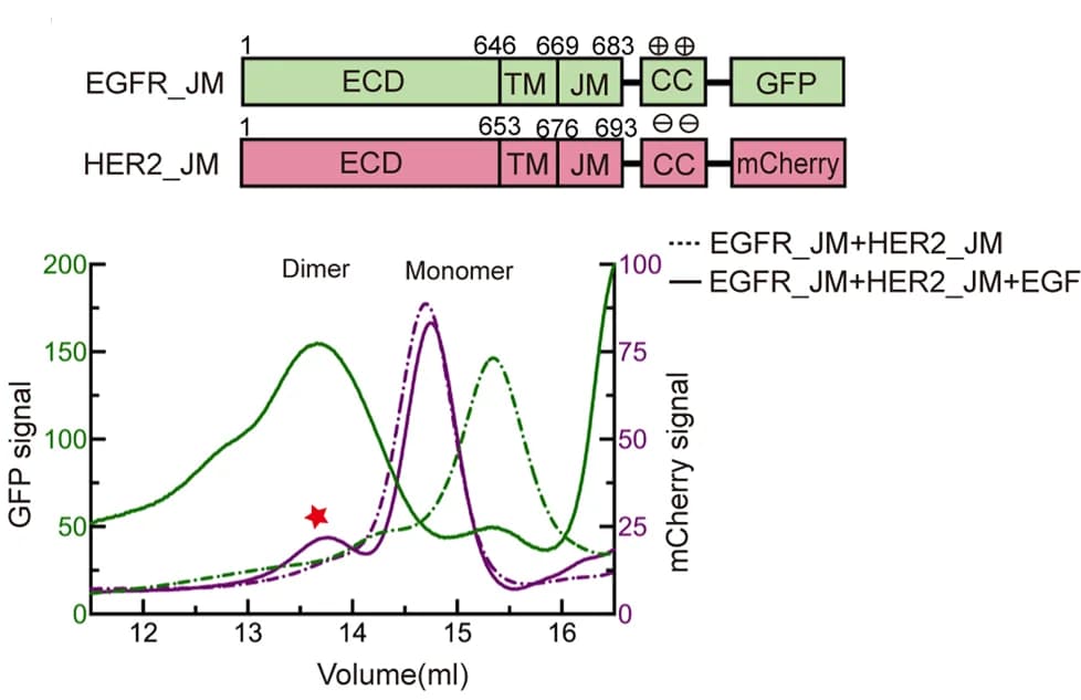 Open access visualization of Line Plot, Illustration, EGFR, HER2, Dimer