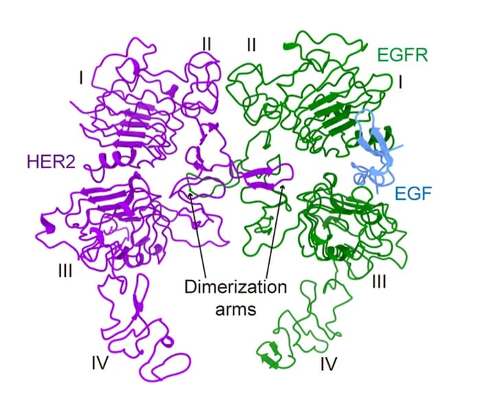 Open access visualization of Protein Structure, EGF, EGFR, HER2, Heterodimer