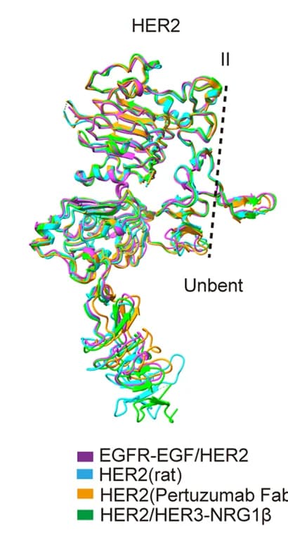 Open access visualization of Protein Structure, HER2 Subunit, EGFR/HER2 Dimer, Monomer, Pertuzumab Fab