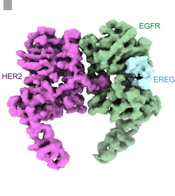 Open access visualization of Protein Structure, Cryo-EM, EREG, EGFR/HER2 Complex, Ectodomain
