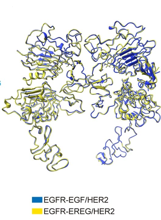 Open access visualization of Protein Structure, EGF, EREG, EGFR/HER2 Structure