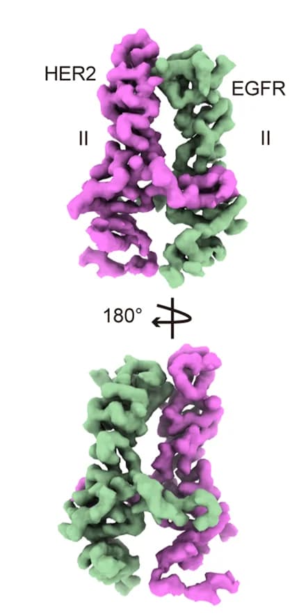 Open access visualization of Protein Structure, Cryo-EM, EGFR, HER2, Domain II