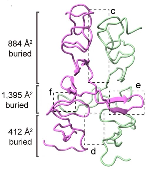 Open access visualization of Protein Structure, EGFR, HER2, Interface, Ribbon Presentation