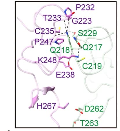 Open access visualization of Protein Structure, Chemical Structure, EGFR, HER2, Interaction