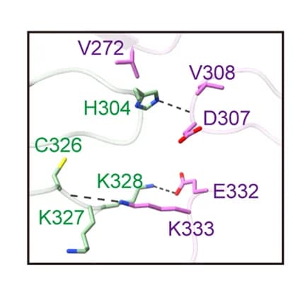 Open access visualization of Protein Structure, Chemical Structure, EGFR, HER2, Interaction