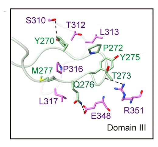 Open access visualization of Protein Structure, EGFR, HER2, Interaction, Residues