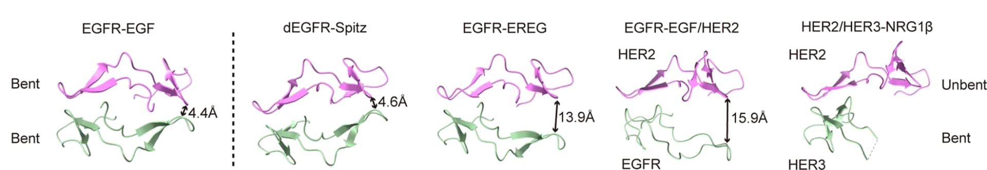 Open access visualization of Protein Structure, DA, HER Dimers, EGFR, EGF