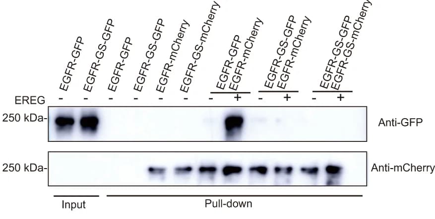 Open access visualization of Gel, Pull-down Assay, EGFR Dimerization, EREG