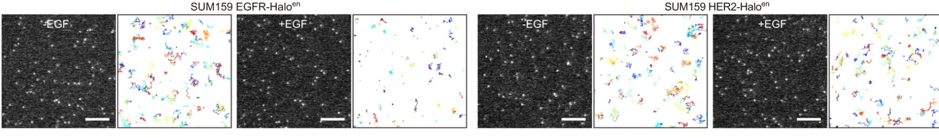 Open access visualization of Microscopy, Line Plot, Live-Cell Imaging, Single-Molecule Imaging, EGFR-Halo