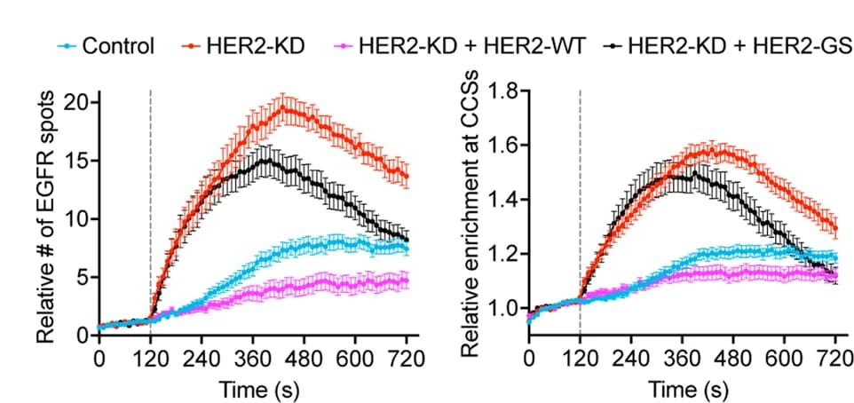 Open access visualization of Line Plot, Error Bars, SK-BR-3 Cells, Genome-edited Cells, EGFR-mEGFP