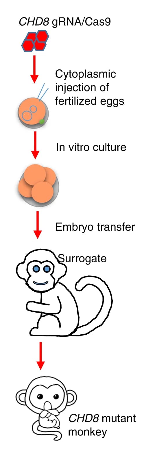 Open access visualization of Workflow, Flowchart, Illustration, Embryos, Cynomolgus Monkeys