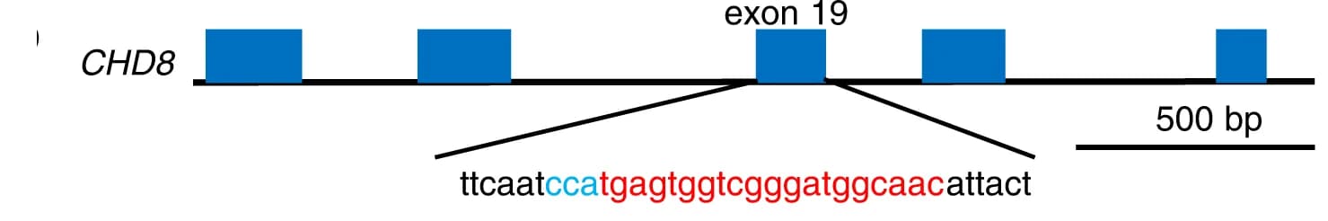 Open access visualization of Illustration, gRNA, CHD8, Exon 19, Gene Structure