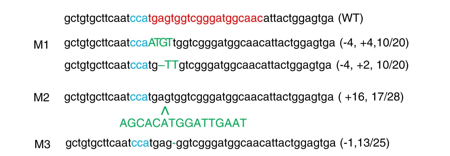 Open access visualization of Illustration, Mutated CHD8 Alleles, Monkey Offspring, PAM Sequence, gRNA