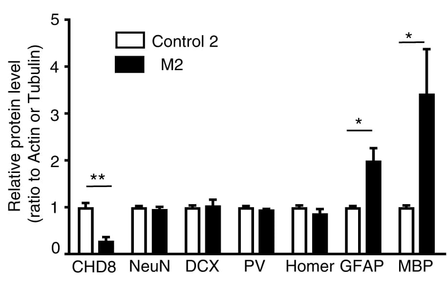Open access visualization of Bar Plot, Error Bars, Clustered, Quantification, Neuronal Proteins