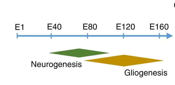 Open access visualization of Workflow, Illustration, Neurogenesis, Gliogenesis, Macaque Monkey