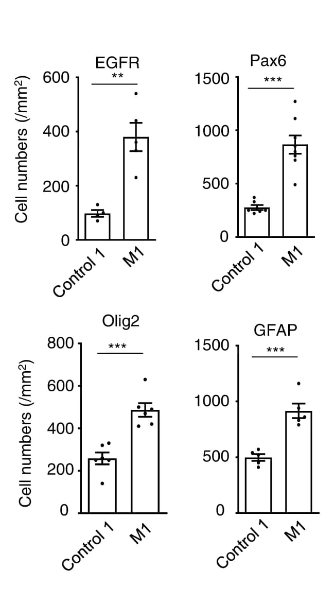Open access visualization of Bar Plot, Error Bars, Scatter Plot, Quantification, EGFR positive cells