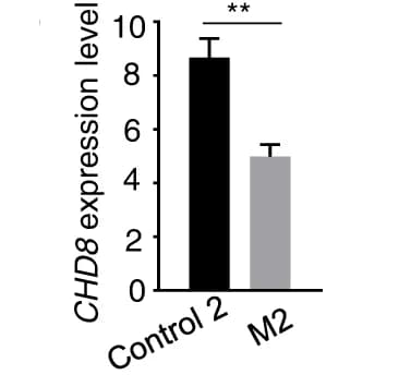 Open access visualization of Bar Plot, Error Bars, CHD8 Expression, M2 Brain Cortex, RNA-seq Analysis