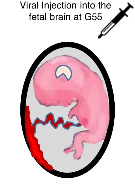 Open access visualization of Illustration, Lentivirus, CHD8, gRNA/Cas9, Fetal Monkey Brain
