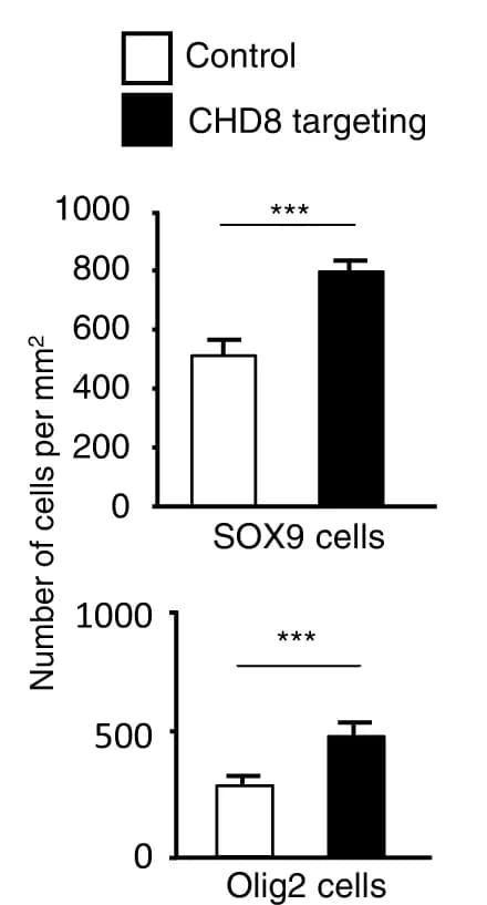 Open access visualization of Bar Plot, Error Bars, Clustered, Oligodendrocytes, Astrocytes