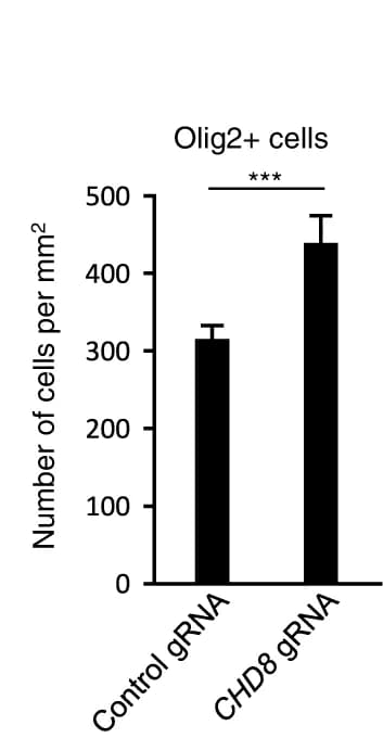 Open access visualization of Bar Plot, Error Bars, Quantitation, Oligodendrocytes, Astrocytes